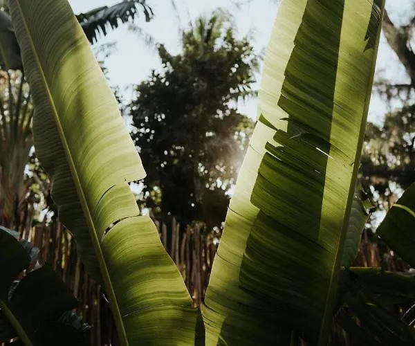 Pousada Zorba Homes Tulum